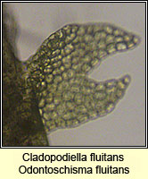 Cladopodiella fluitans, Bog Notchwort