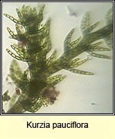 Kurzia pauciflora, Bristly Fingerwort