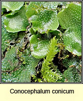 Conocephalum conicum, Great Scented Liverwort