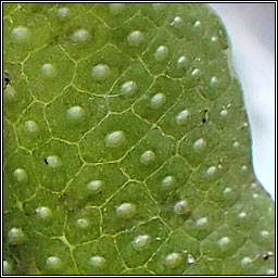 Conocephalum conicum, Great Scented Liverwort