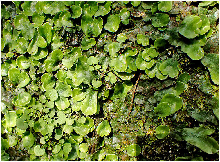 Conocephalum conicum, Great Scented Liverwort