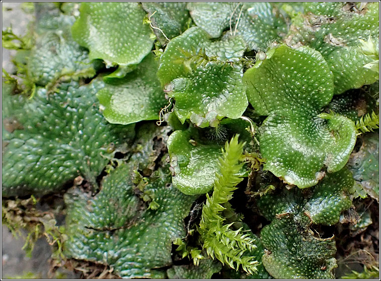 Conocephalum conicum, Great Scented Liverwort