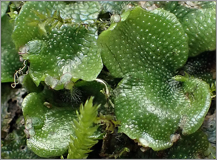 Conocephalum conicum, Great Scented Liverwort