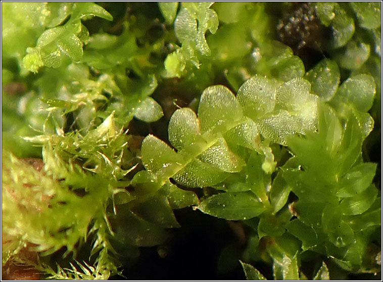 Calypogeia muelleriana, Mueller's Pouchwort