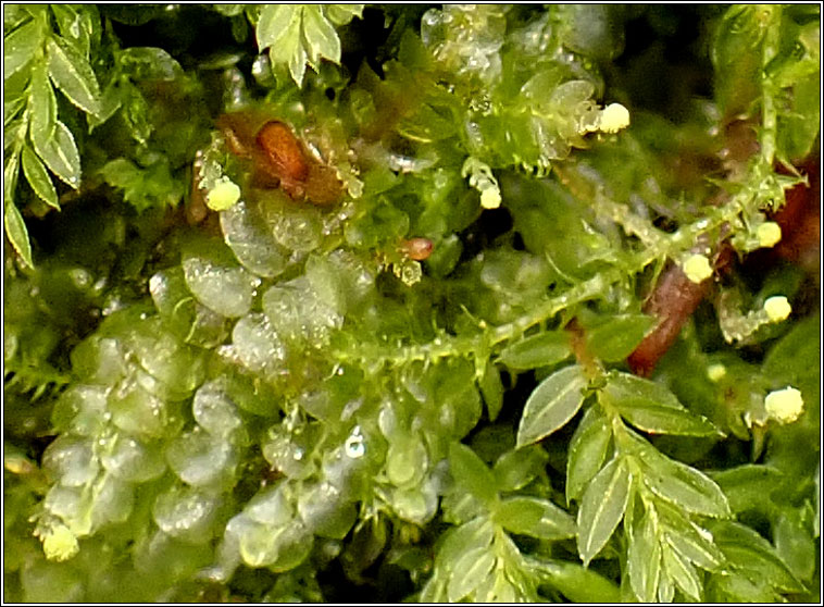 Calypogeia muelleriana, Mueller's Pouchwort