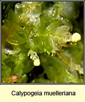 Calypogeia muelleriana, Mueller's Pouchwort