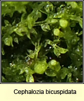 Cephalozia bicuspidata, Two-horned Pincerwort