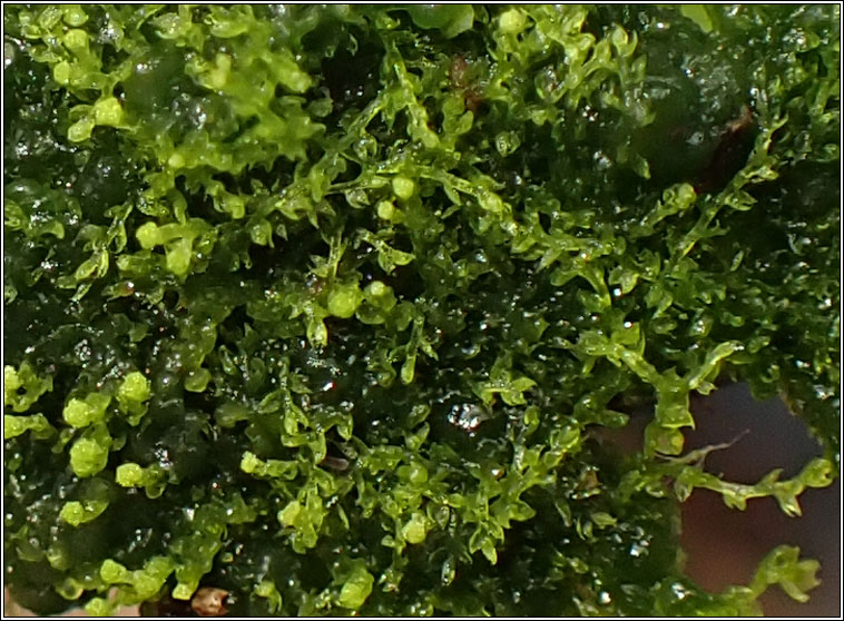 Cephalozia bicuspidata, Two-horned Pincerwort