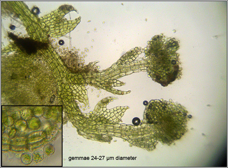 Cephalozia bicuspidata, Two-horned Pincerwort