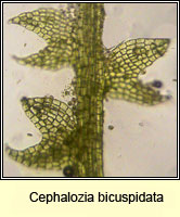 Cephalozia bicuspidata, Two-horned Pincerwort