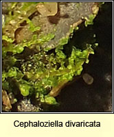 Cephaloziella divaricata, Common Threadwort