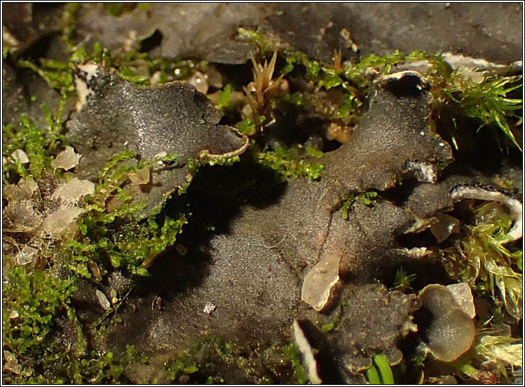 Cephaloziella divaricata, Common Threadwort