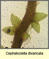 Cephaloziella divaricata, Common Threadwort