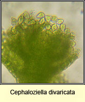 Cephaloziella divaricata, Common Threadwort