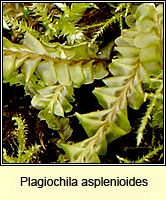 Plagiochila asplenioides, Greater Featherwort