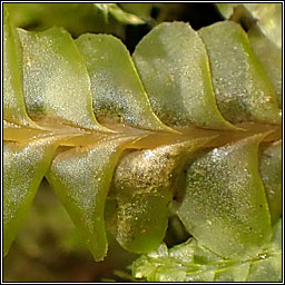 Plagiochila asplenioides, Greater Featherwort