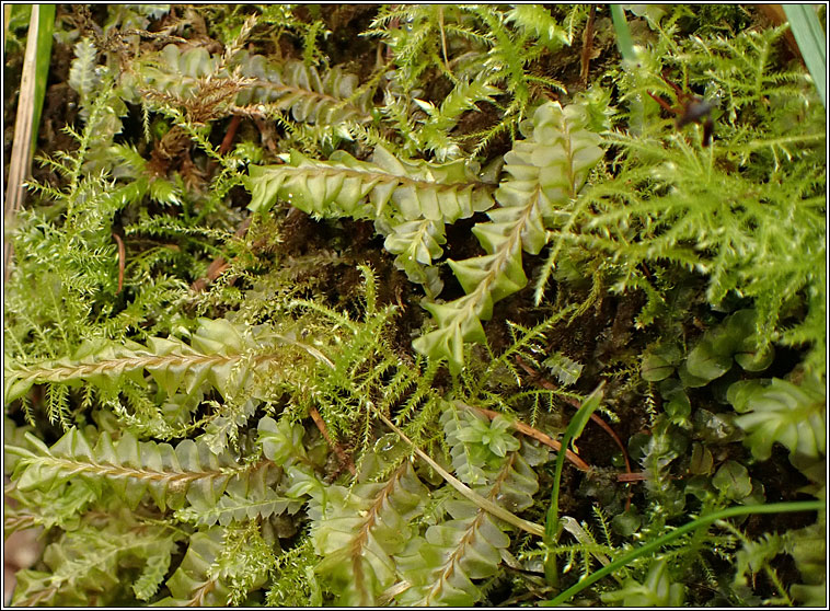 Plagiochila asplenioides, Greater Featherwort