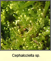 Cephaloziella sp