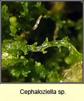 Cephaloziella sp