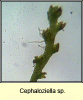 Cephaloziella sp