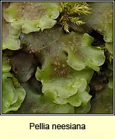 Pellia neesiana, Nees' Pellia