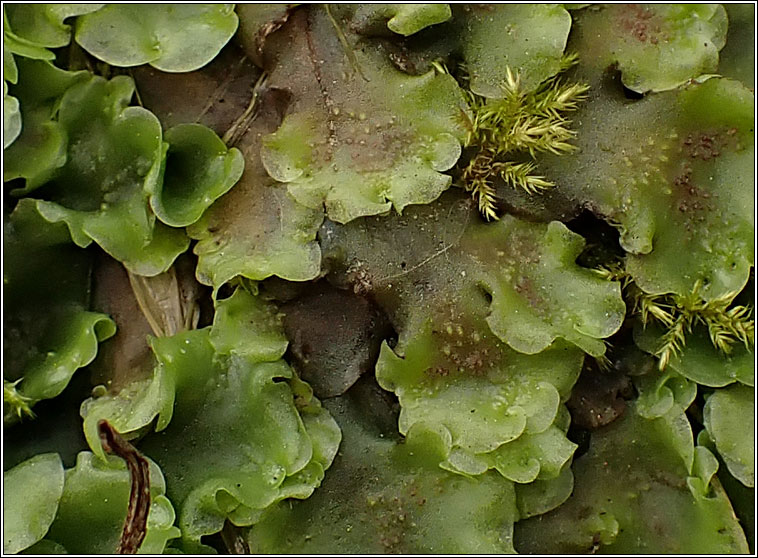 Pellia neesiana, Nees' Pellia