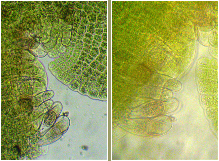 Pellia neesiana, Nees' Pellia