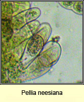 Pellia neesiana, Nees' Pellia