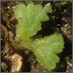 Riccia glauca, Glaucous Crystalwort