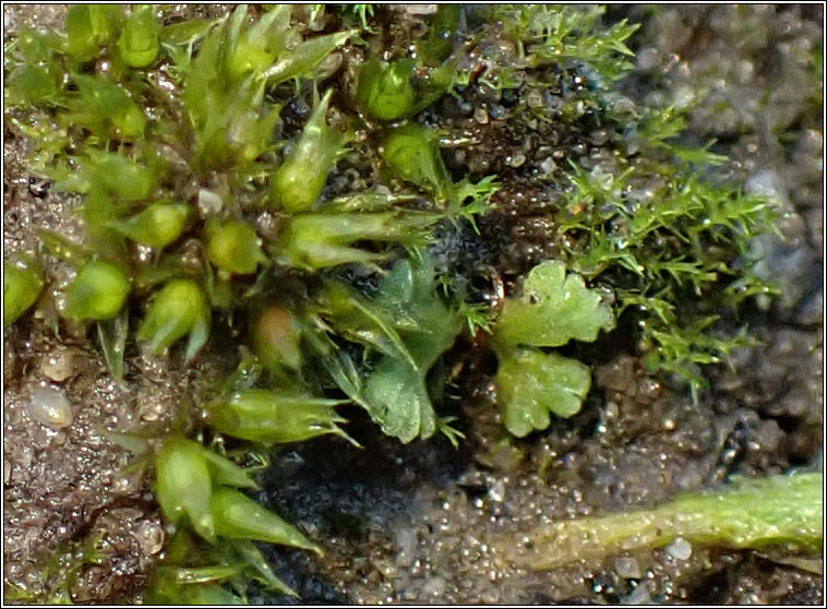 Riccia glauca, Glaucous Crystalwort