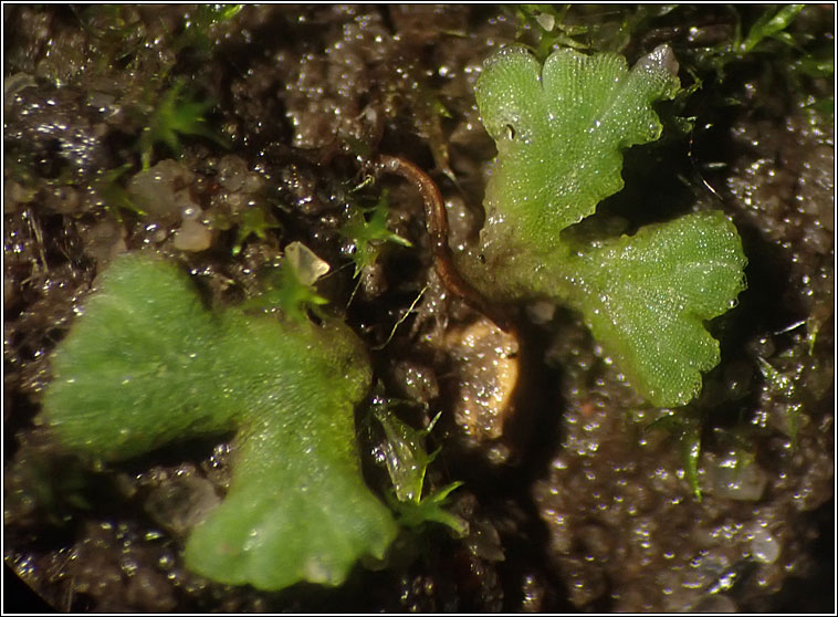 Riccia glauca, Glaucous Crystalwort