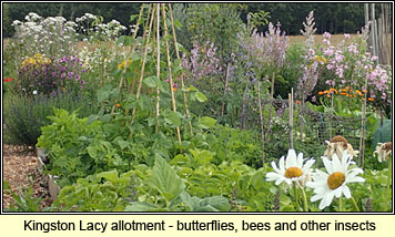 Kingston Lacy, Dorset - new allotment