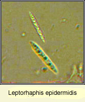 Leptorhaphis epidermidis