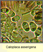 Caloplaca asserigena