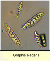 Graphis elegans