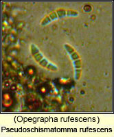 Pseudoschismatomma rufescens (Opegrapha rufescens)