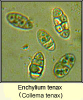 Enchylium tenax (Collema tenax)