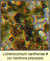 Lichenoconium xanthoriae