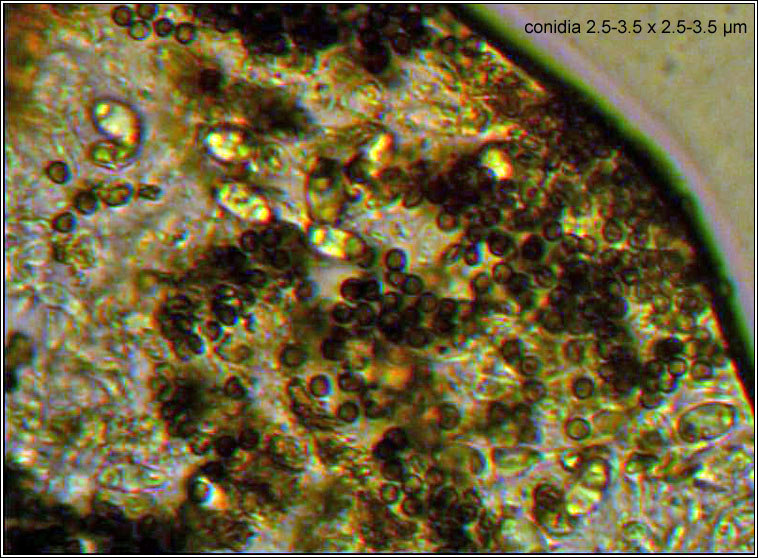 Lichenoconium xanthoriae