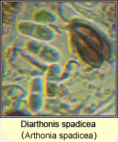 Diarthonis spadicea (Arthonia spadicea)