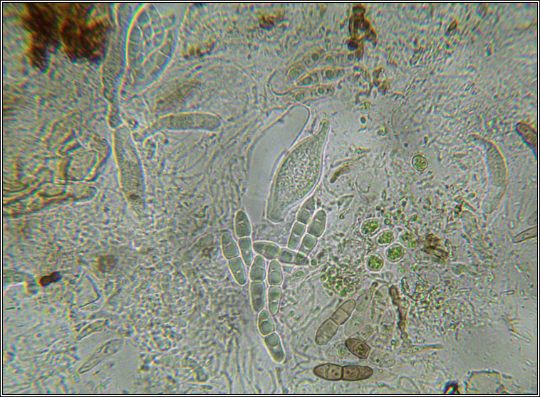 Mycoporum antecellens, spores