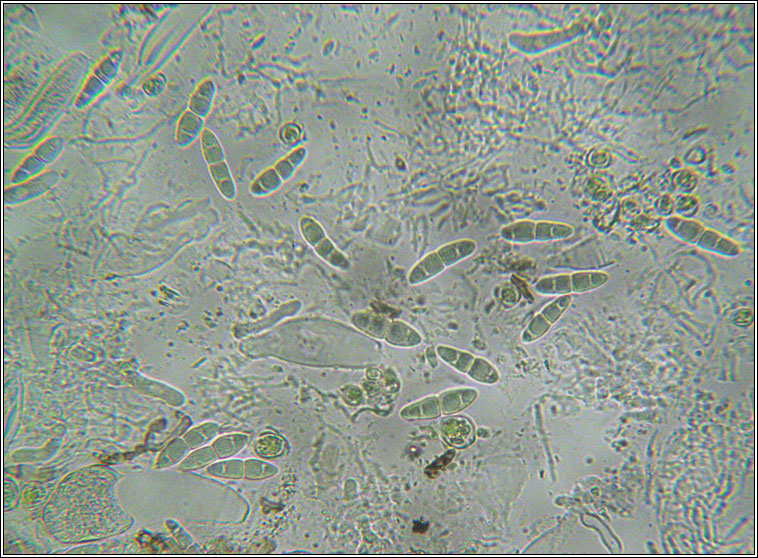 Mycoporum antecellens, spores