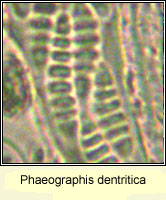 Phaeographis dentritica