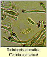 Toniniopsis aromatica (Toninia aromatica)