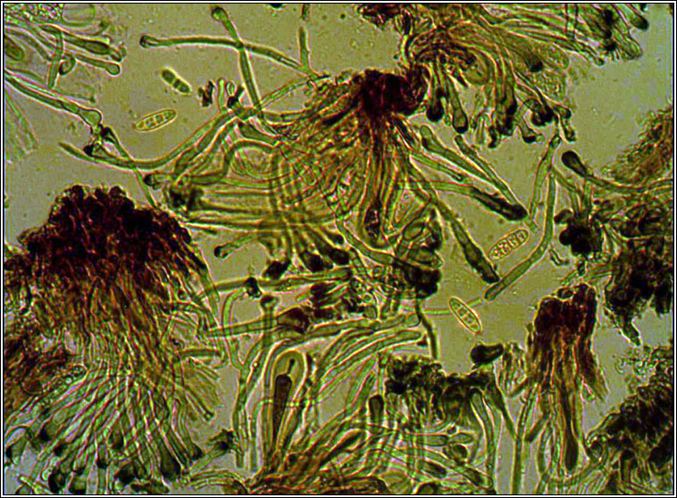 Toninia aromatica, spores and paraphyses