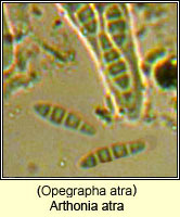 Arthonia atra (Opegrapha atra)