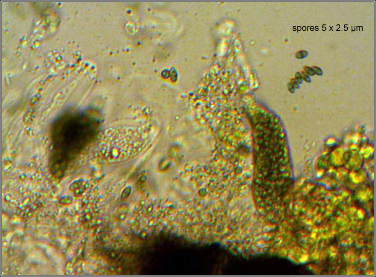 Muellerella lichenicola, spores