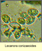 Lecanora conizaeoides, spores