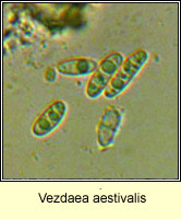 Vezdaea aestivalis