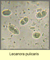 Lecanora pulicaris